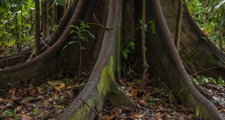 Treehouse Lodge, escapada - bajo petición - LimaTours 6