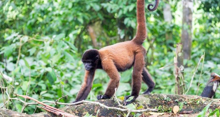 Singe grimpant à un arbre dans une forêt.