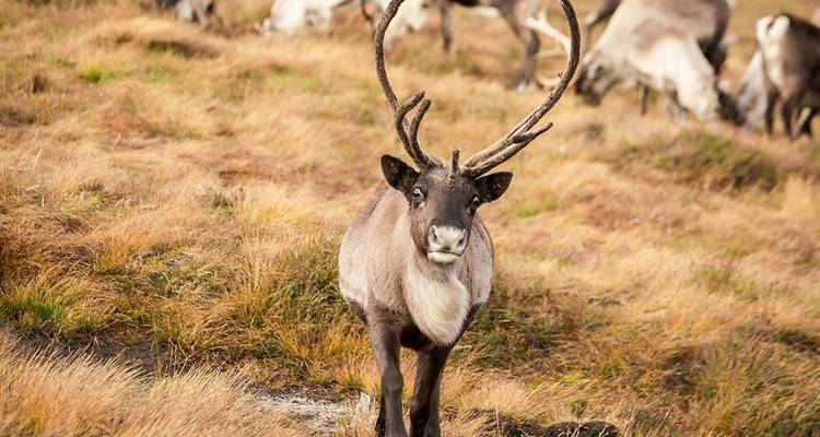 Recorre los Cairngorms en verano - Intrepid Travel 5