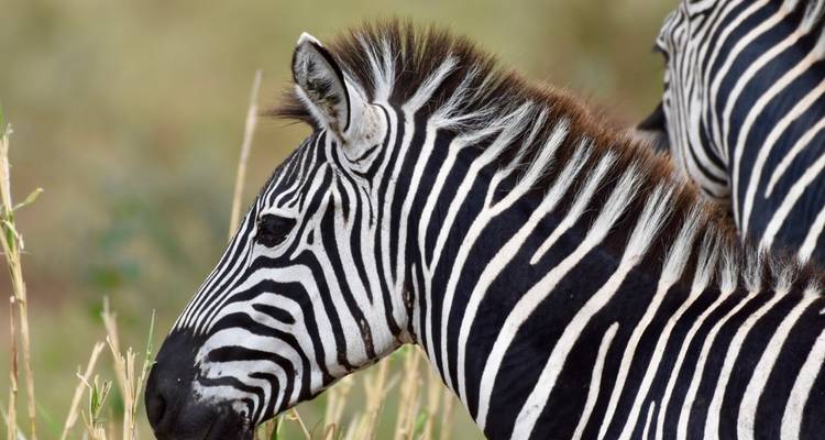 11 días - safari por la naturaleza en Tanzania y vacaciones en la playa de Zanzíbar - Professional Safari Africa 1