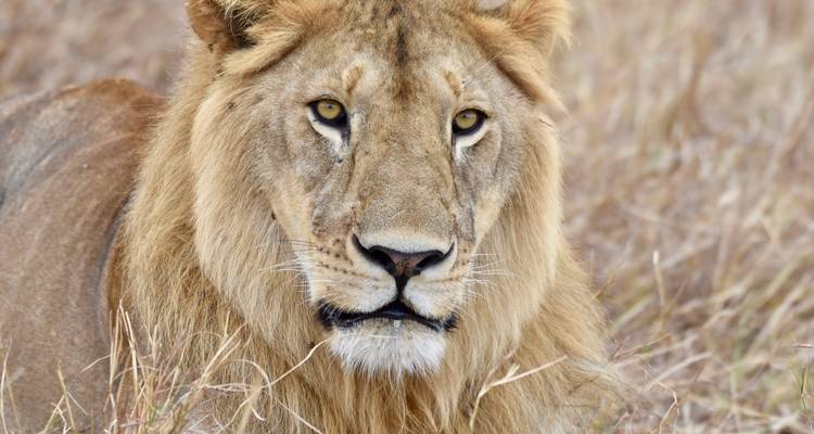 11 días - safari por la naturaleza en Tanzania y vacaciones en la playa de Zanzíbar - Professional Safari Africa 2