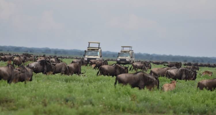 11 días - safari por la naturaleza en Tanzania y vacaciones en la playa de Zanzíbar - Professional Safari Africa 3