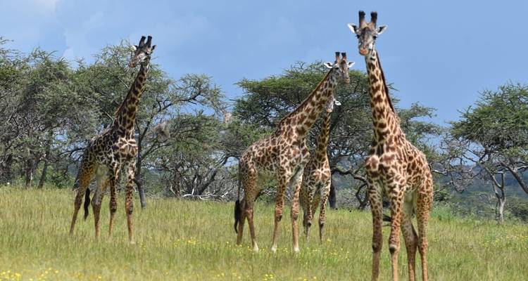 11 días - safari por la naturaleza en Tanzania y vacaciones en la playa de Zanzíbar - Professional Safari Africa 4