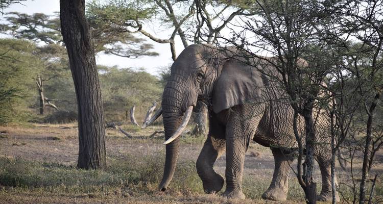 11 días - safari por la naturaleza en Tanzania y vacaciones en la playa de Zanzíbar - Professional Safari Africa 6