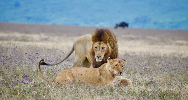 11 días - safari por la naturaleza en Tanzania y vacaciones en la playa de Zanzíbar - Professional Safari Africa 7