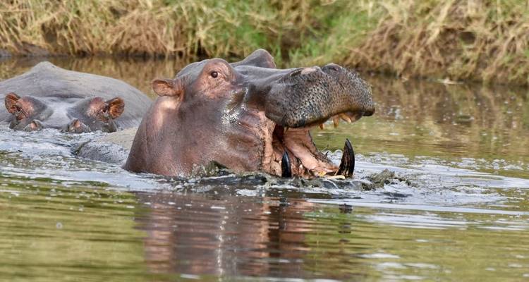 11 días - safari por la naturaleza en Tanzania y vacaciones en la playa de Zanzíbar - Professional Safari Africa 9
