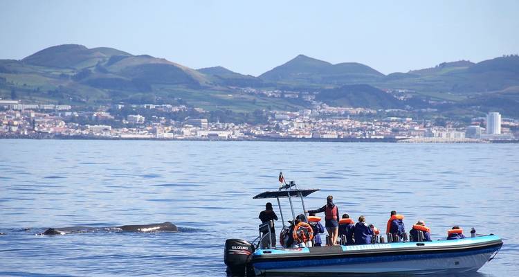 Route migratoire des baleines - Futurismo Azores Adventures 2