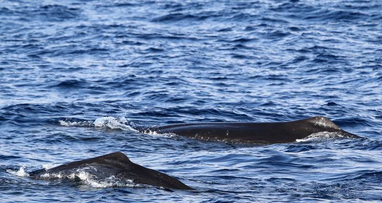 Route migratoire des baleines - Futurismo Azores Adventures 4