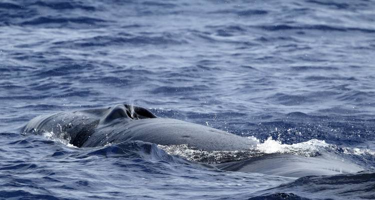 Route migratoire des baleines - Futurismo Azores Adventures 9
