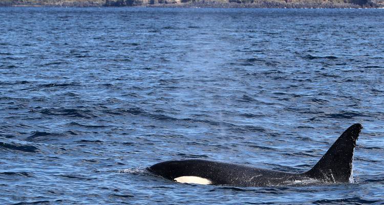 Route migratoire des baleines - Futurismo Azores Adventures 7