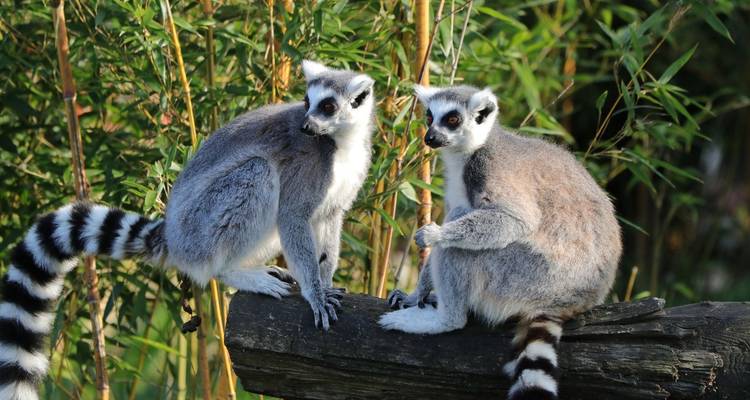 Safaris familiaux dans les Baobabs et les Tsingy, en jeep privée et personnalisée - Agate Travel 4