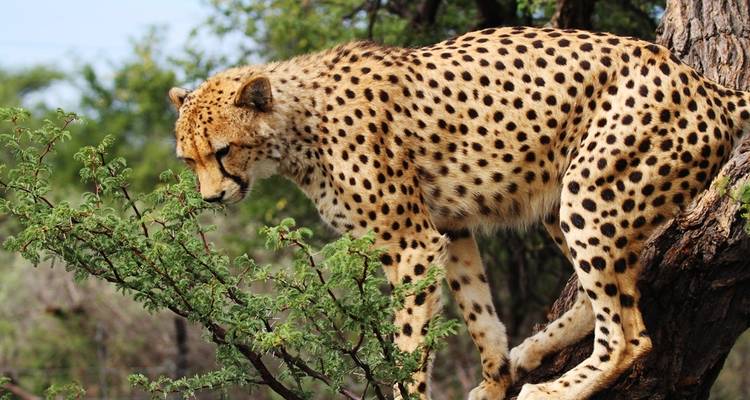 Volontariat, safari et plage - 22 jours en Tanzanie et à Zanzibar - WU Intercultural Experience Tanzania Ltd. 9