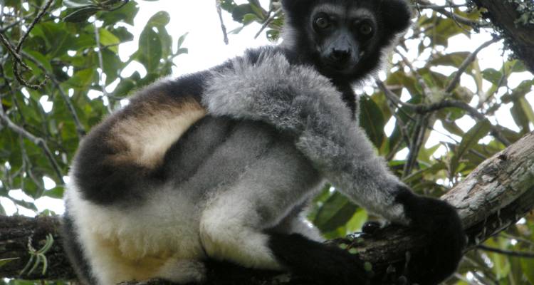 Lemur rustend op een boomtak in een natuurlijke habitat.