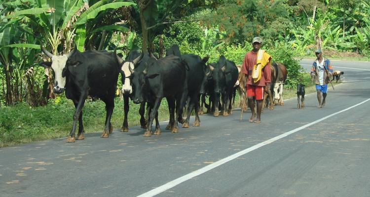 Vee dat langs een landelijke weg wordt gedreven door mensen.
