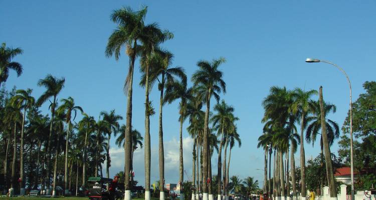 Palmbomen langs een zonnige straat.