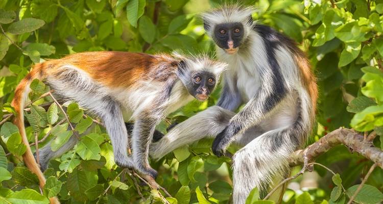Ecotourisme et immersion culturelle dans la zone du parc national de la forêt de Jozani, Zanzibar - WU Intercultural Experience Tanzania Ltd. 1
