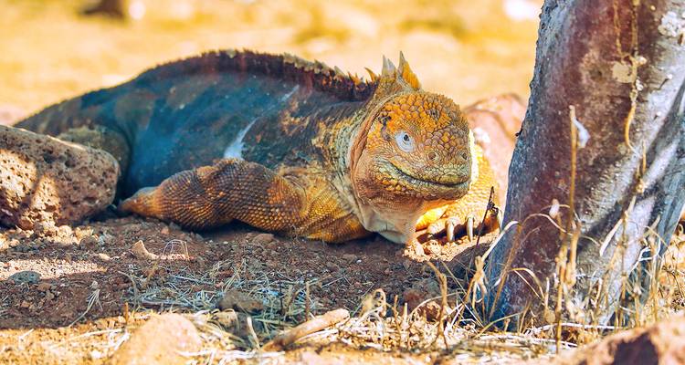 Een landleguaan die rust naast een boom.