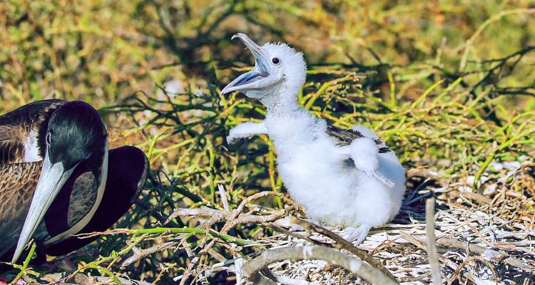 Een pluizig vogelkuiken met een volwassen vogel, in een nesthabitat.