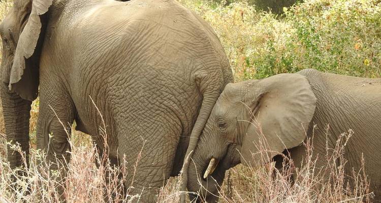 6 jours de safari en camping en Tanzanie - Tarangire, lac Manyara, Serengeti et Ngorongoro - Meru Slopes Tours and Safaris ltd 3
