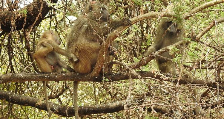 6 jours de safari en camping en Tanzanie - Tarangire, lac Manyara, Serengeti et Ngorongoro - Meru Slopes Tours and Safaris ltd 4