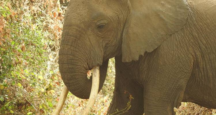 6 jours de safari en camping en Tanzanie - Tarangire, lac Manyara, Serengeti et Ngorongoro - Meru Slopes Tours and Safaris ltd 6