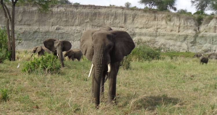 6 jours de safari en camping en Tanzanie - Tarangire, lac Manyara, Serengeti et Ngorongoro - Meru Slopes Tours and Safaris ltd 7