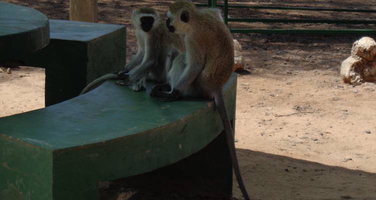 6 jours de safari en camping en Tanzanie - Tarangire, lac Manyara, Serengeti et Ngorongoro - Meru Slopes Tours and Safaris ltd 8