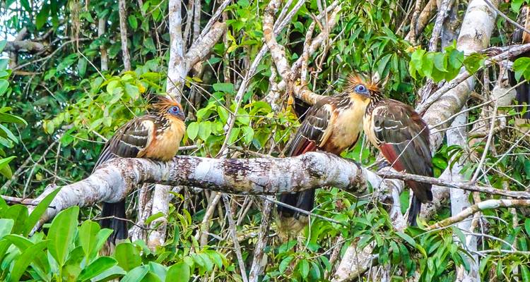 Aventure sur mesure de 8 jours dans la jungle amazonienne de l'Équateur, départs quotidiens - Agate Travel 4