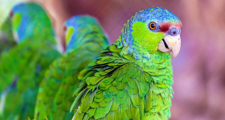 Aventure sur mesure de 8 jours dans la jungle amazonienne de l'Équateur, départs quotidiens - Agate Travel 7