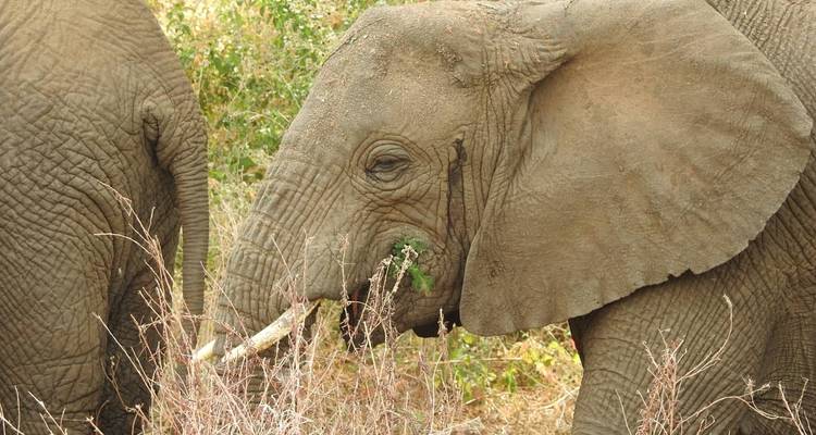 3 jours d'excursion dans les meilleurs parcs d'Afrique Serengeti et cratère du Ngorongoro - Meru Slopes Tours and Safaris ltd 3