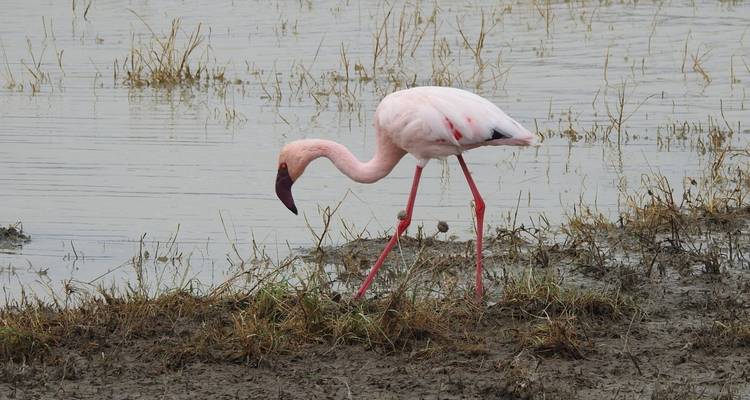 3 jours d'excursion dans les meilleurs parcs d'Afrique Serengeti et cratère du Ngorongoro - Meru Slopes Tours and Safaris ltd 7
