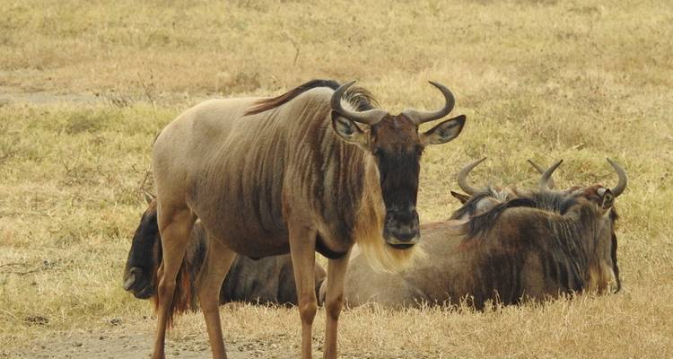 3 jours d'excursion dans les meilleurs parcs d'Afrique Serengeti et cratère du Ngorongoro - Meru Slopes Tours and Safaris ltd 8