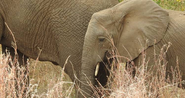 Circuit de 3 jours en groupe dans les parcs du Tarangiré, du cratère du Ngorongoro et du lac Manyara - Meru Slopes Tours and Safaris ltd 4