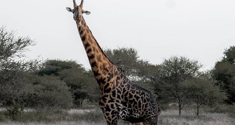 Circuit de 3 jours en groupe dans les parcs du Tarangiré, du cratère du Ngorongoro et du lac Manyara - Meru Slopes Tours and Safaris ltd 6