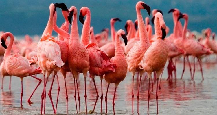 Circuit de 3 jours en groupe dans les parcs du Tarangiré, du cratère du Ngorongoro et du lac Manyara - Meru Slopes Tours and Safaris ltd 7