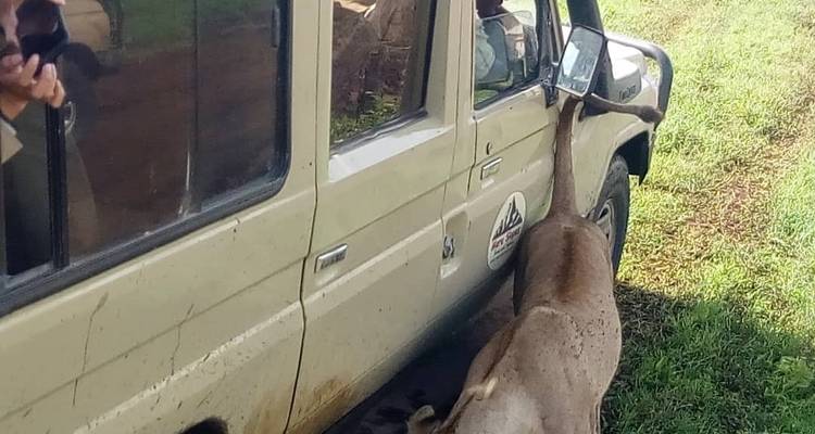 4 jours de safari en groupe commun Tarangire Serengeti et Ngorongoro - Meru Slopes Tours and Safaris ltd 2