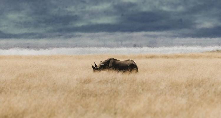4 jours de safari en groupe commun Tarangire Serengeti et Ngorongoro - Meru Slopes Tours and Safaris ltd 8