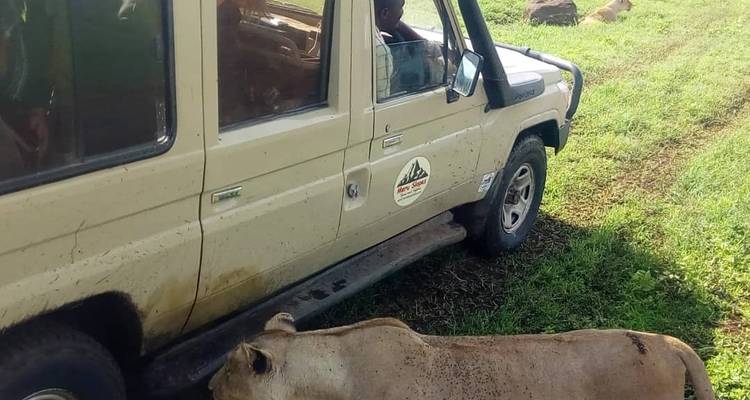 7-Day Budget camping safari Serengeti Ngorongoro Manyara and Tarangire - Meru Slopes Tours and Safaris ltd 6