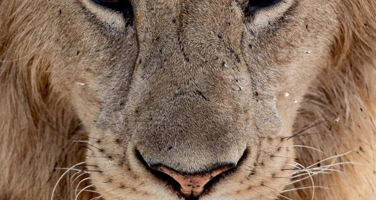 7-Day Budget camping safari Serengeti Ngorongoro Manyara and Tarangire - Meru Slopes Tours and Safaris ltd 9