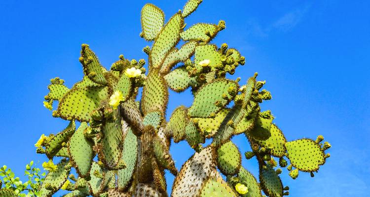 Een grote cactusplant met bloemen tegen een blauwe lucht.