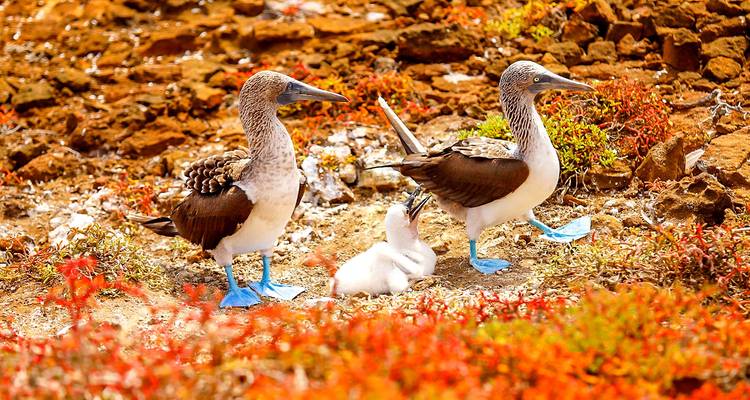 Blauwpootgenten met een kuiken in een kleurrijk terrein.
