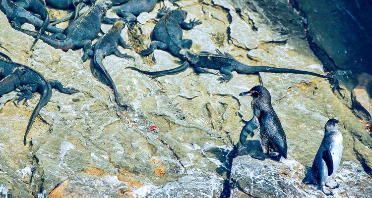 Pinguïns en zeeleguanen op rotsachtig terrein.