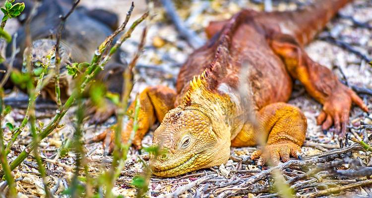 Nahaufnahme eines Leguans, der auf einem Ast ruht.