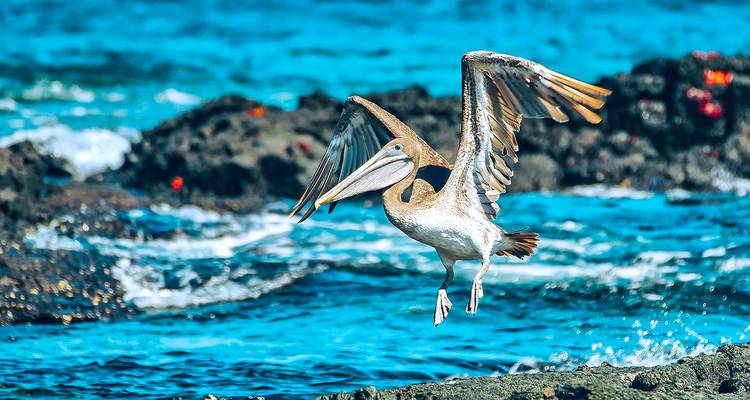 Pelikan, der von einem felsigen Ufer abhebt.