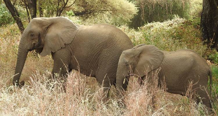 Circuit de 8 jours : Parc national d'Arusha, lac Manyara, Serengeti, Tarangire et cratère du Ngorongoro - Meru Slopes Tours and Safaris ltd 3