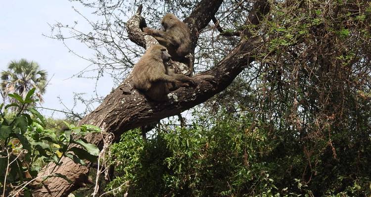 Circuit de 8 jours : Parc national d'Arusha, lac Manyara, Serengeti, Tarangire et cratère du Ngorongoro - Meru Slopes Tours and Safaris ltd 4