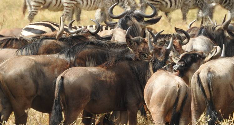 Circuit de 8 jours : Parc national d'Arusha, lac Manyara, Serengeti, Tarangire et cratère du Ngorongoro - Meru Slopes Tours and Safaris ltd 6