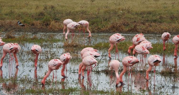 Circuit de 8 jours : Parc national d'Arusha, lac Manyara, Serengeti, Tarangire et cratère du Ngorongoro - Meru Slopes Tours and Safaris ltd 7