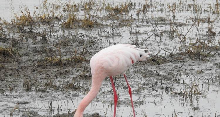Circuit de 8 jours : Parc national d'Arusha, lac Manyara, Serengeti, Tarangire et cratère du Ngorongoro - Meru Slopes Tours and Safaris ltd 10