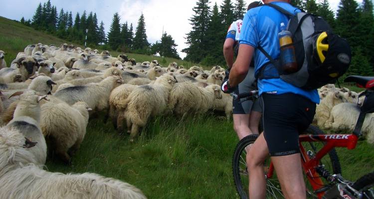 Transylvania and Bukovina by bicycle - Carpathian Travel Center 1
